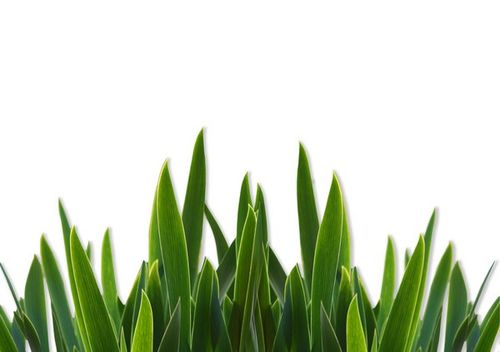 Grass Grass